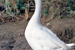 How to Tell the Difference Between Male & Female Chinese Geese