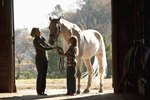 A Horse's Health Related to Grooming