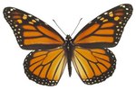 Moth Vs. Butterfly Antennae