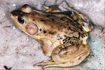 Why Do Amphibians Have Thin & Moist Skin?