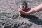 Owning a Ground Squirrel
