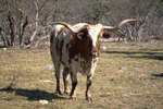 What Is the Difference Between Brahman Bulls & Longhorns?