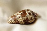 North American Poisonous Cone Snails