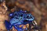 How to Tell if a Poison Dart Frog Is a Male?