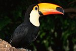 Toucans in the Rainforest