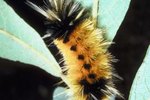 How to Tell the Gender of a Banded Woolly Bear Caterpillar