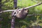 Signs of Distemper in Raccoons
