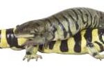Tips on Housing Tiger Salamanders