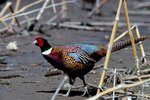 How to Raise Ring-necked Pheasants