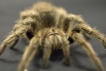 How to Know if a Pet Tarantula Is Sick
