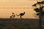 How Kangaroos Move