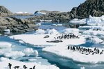 The Life Cycles of Leopard Seals