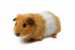 What Can Cause Diarrhea in a Guinea Pig?