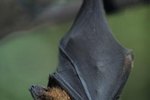 The Adaptations of the Fruit Bat in Rain Forests