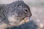 Rodents That Eat Acorns