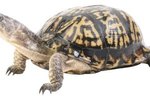 How Long Do Turtles in Captivity Live?