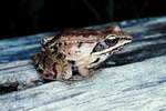 Frogs That Live in Warm Weather and Cold Weather