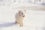 How Do Humans Affect the Arctic Fox?