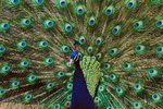 Do the Colors of a Male Peacock Help Them Reproduce?