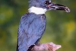 Characteristics of Belted Kingfishers