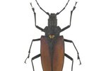 List of Flying Brown Beetles
