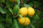 What Bugs Eat Lemons?
