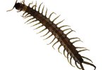 What Do Centipedes Do During the Winter?