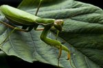 What Is the Difference Between a Walking Stick & a Praying Mantis?