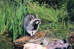 The Natural Habitat of Raccoons