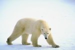Feeding Habits of Polar Bears