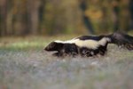 How Does a Skunk Survive in the Wild?
