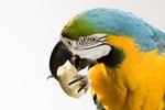 List of Food Not Good for Parrots