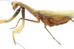 What Does a Praying Mantis Look Like?