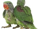 What Is the Difference Between African Ringneck and Indian Ringneck Parrots?