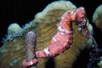 How Does a Seahorse Change Colors?