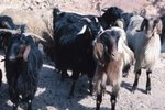 Signs & Symptoms of Upper Respitory Infection in Goats