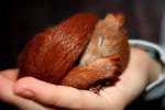 How to Care for Baby Squirrels