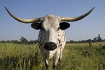 Longhorn Cattle Facts