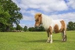 What Is Cushings Disease in Horses?