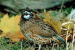 How to Build Your Own Bobwhite Quail Pen