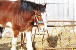 The Largest & Smallest Breeds of Horses