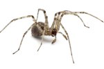 What Are Some Common Spiders in Montana?