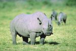What Do the Rhinos Eat Normally?