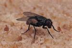 What Are Houseflies Attracted To?