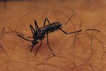 How Many Species of Mosquitoes Live in Florida?