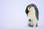 Facts About a Penguin's Love Life