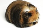 Do Guinea Pigs Get Hairballs?