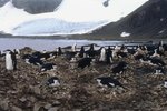 Physical Characteristics of The Chinstrap Penguin