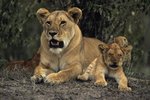 The Gestation Time for Lions