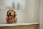 Helpful Hints for Bathing a Flea-Ridden Dog